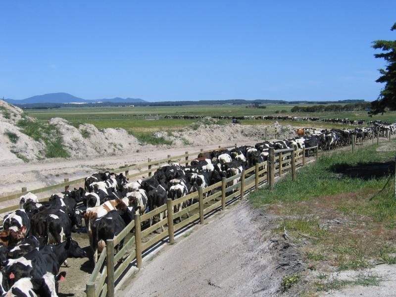Yanakie - Millar Road (northern section) and surroundings: Cattle crossing under Millar Rd