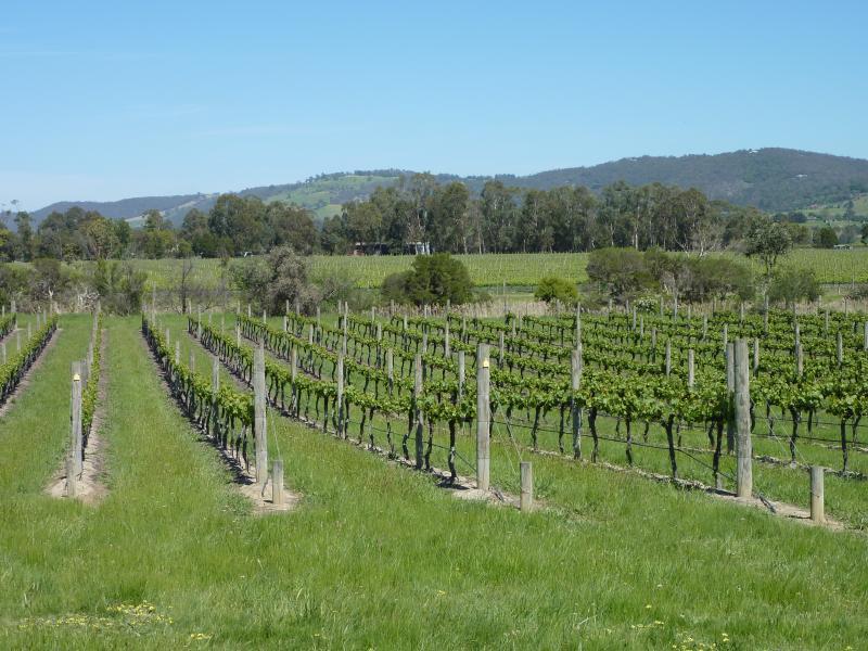 Yarra Glen - Melba Highway: Westerly view across vineyard just north of Old Healesville Rd