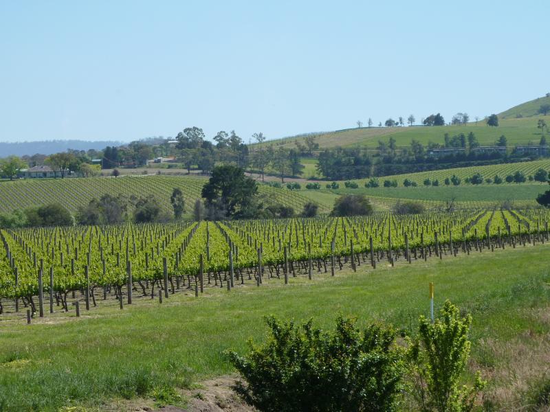Yarra Glen - Melba Highway: North-westerly view across vineyard, north of Old Healesville Rd