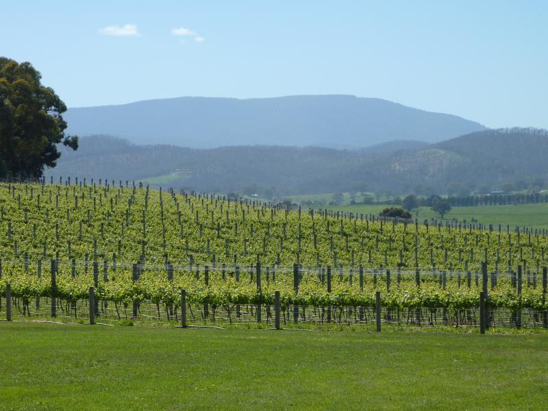 Yarra Glen - Gulf Road at Balgownie Estate: North-easterly view across vines at Balgownie Estate