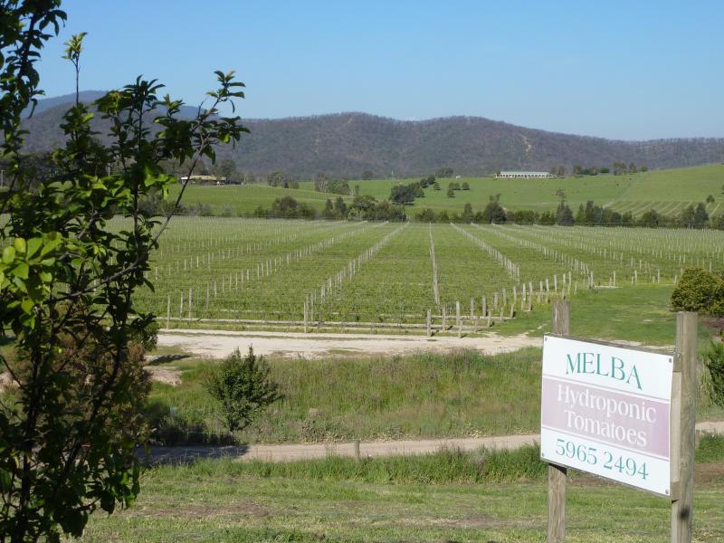 Yarra Glen - Melba Highway at Pinnacle Lane, Dixons Creek: View east across vineyard from Melba Hwy at Pinnacle La