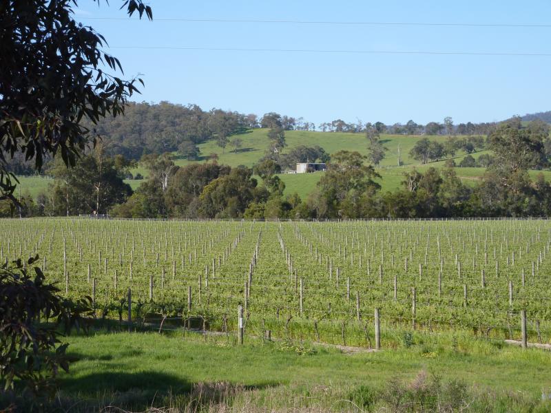 Yarra Glen - Melba Highway at Pinnacle Lane, Dixons Creek: North-easterly view across vineyard from Melba Hwy at Pinnacle La