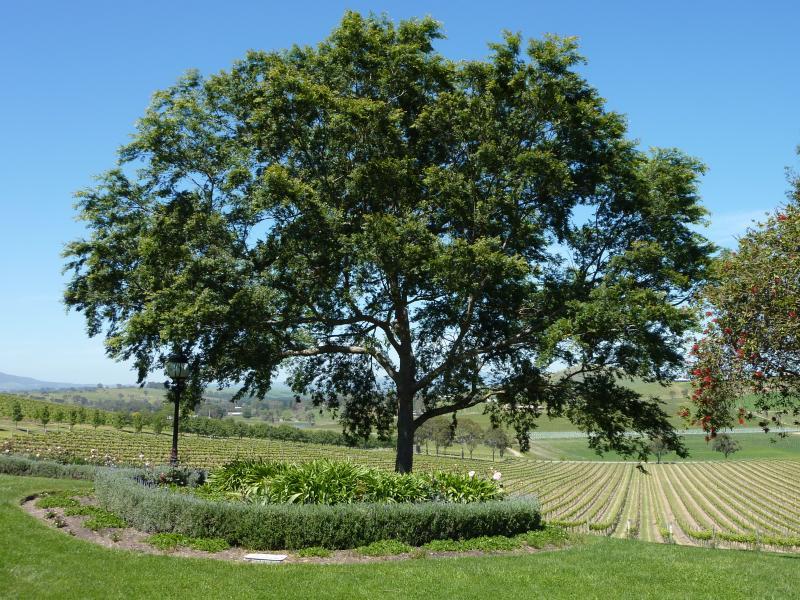 Yarra Glen - De Bortoli Winery, Pinnacle Lane, Dixons Creek: Picnic area overlooking vineyard