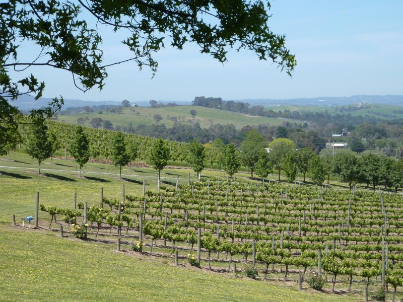 Yarra Glen - De Bortoli Winery, Pinnacle Lane, Dixons Creek: View across vines towards driveway entrance from picnic area