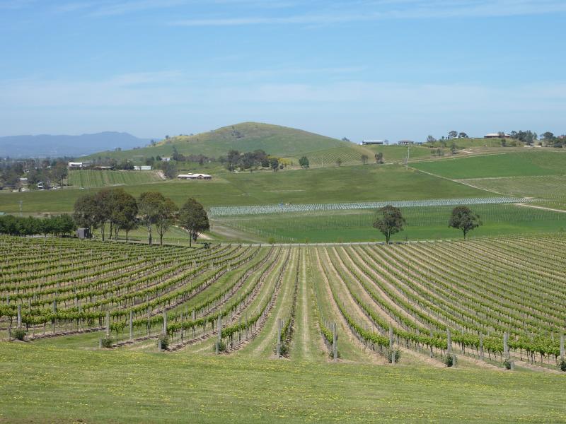 Yarra Glen - De Bortoli Winery, Pinnacle Lane, Dixons Creek: Southerly view across vines from picnic area