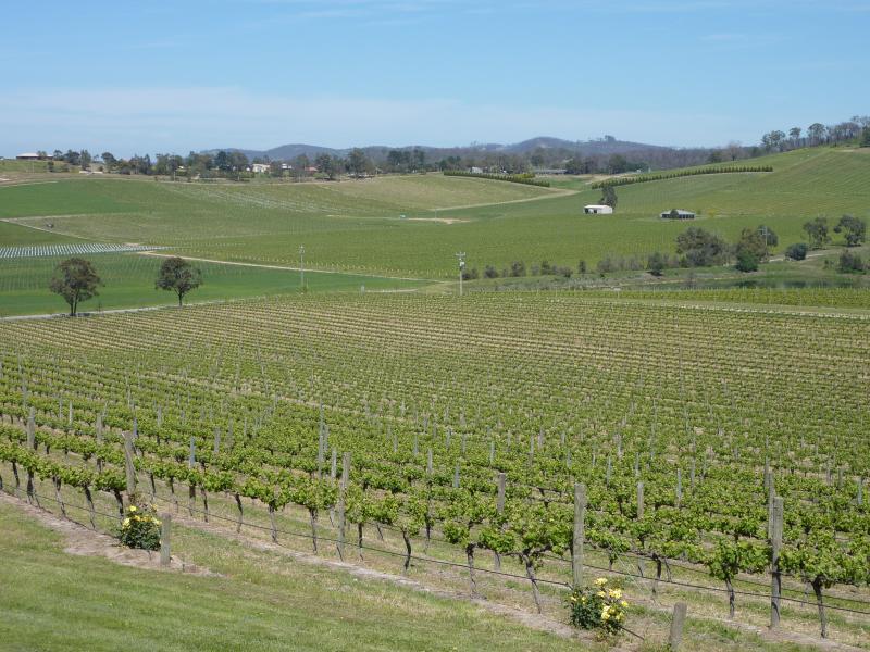 Yarra Glen - De Bortoli Winery, Pinnacle Lane, Dixons Creek: South-westerly view across vines from picnic area