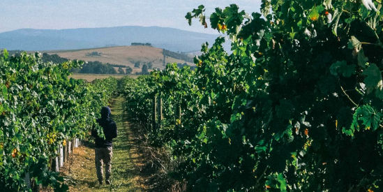 Punt Road Wines, Coldstream