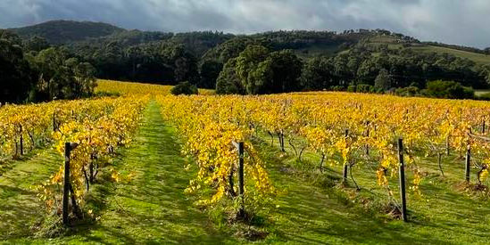 Steels Gate Wines, Dixons Creek