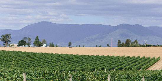 Zonzo Estate, Yarra Glen