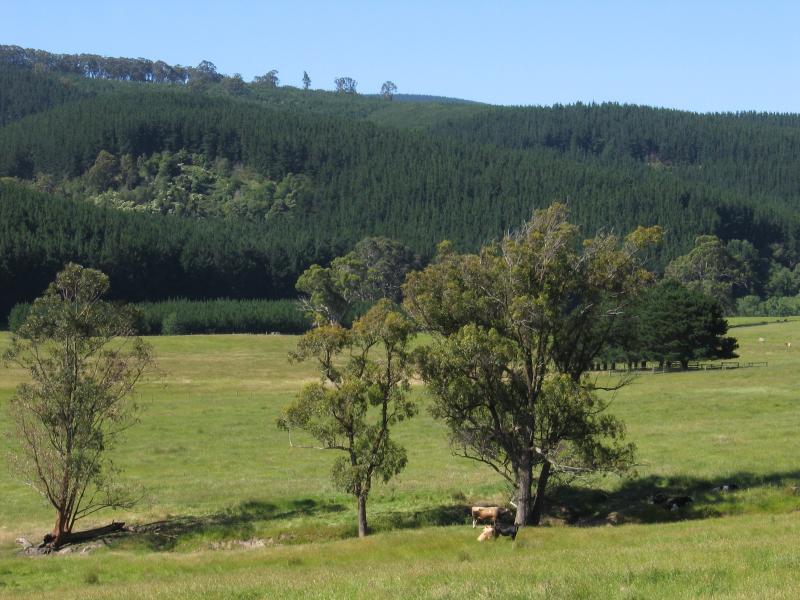 Yarram - Tarra Valley Road, north-west of Yarram: Easterly views, north of Devon North
