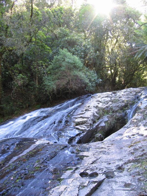Yarram - Tarra-Bulga National Park: Tarra Falls