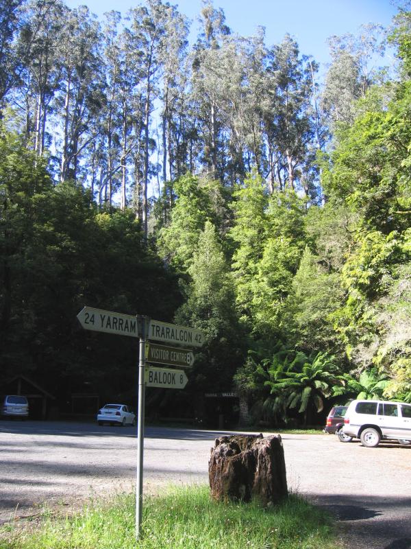 Yarram - Tarra-Bulga National Park: Tarra Valley Picnic Ground, Tarra Valley Rd, south of Grand Ridge Rd