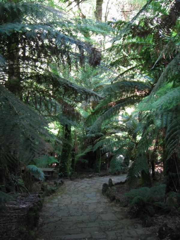 Yarram - Tarra-Bulga National Park: Path through forest, picnic area, Tarra Valley Rd, south of Grand Ridge Rd