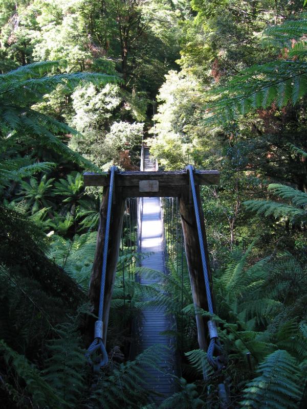 Yarram - Tarra-Bulga National Park: Suspension bridge