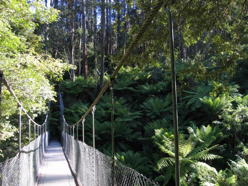 Yarram - Tarra-Bulga National Park: Suspension bridge