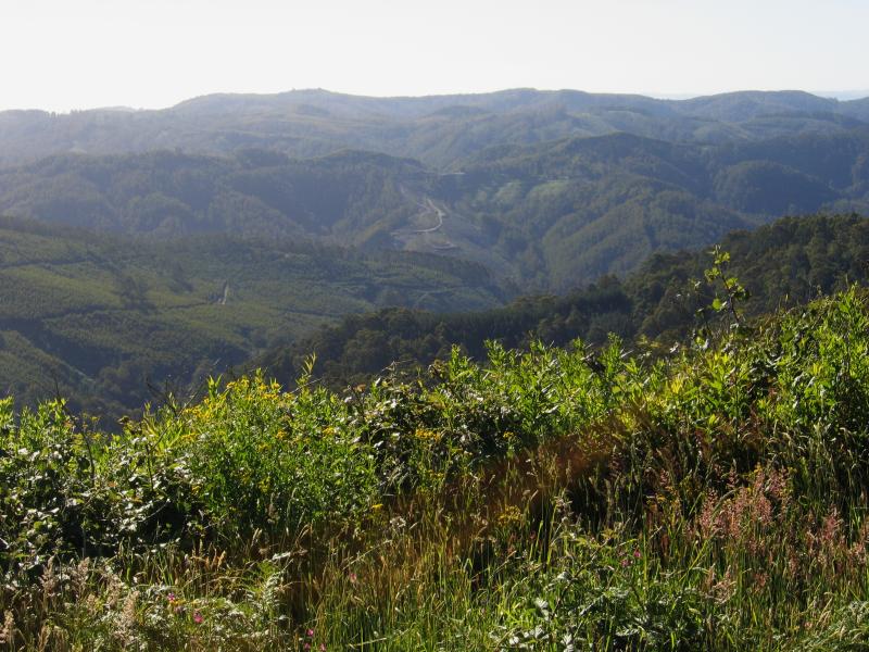 Yarram - Scenery around Mt Tassie, Balook Road: North-westerly views, south of Mt Tassie