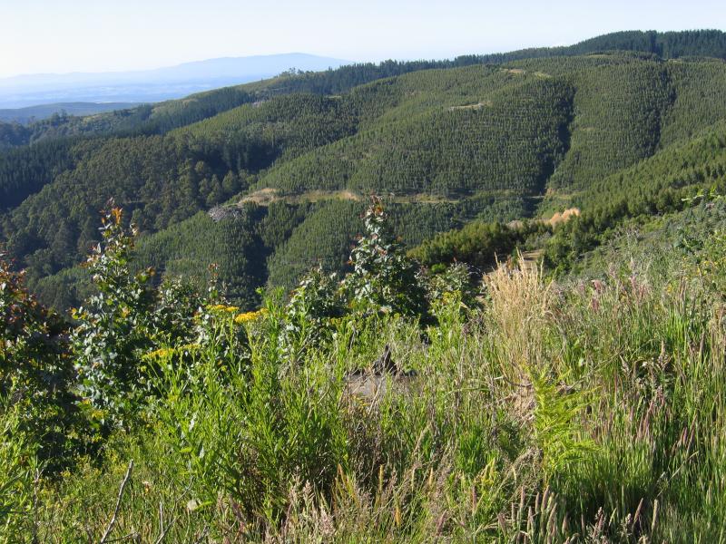 Yarram - Scenery around Mt Tassie, Balook Road: Northerly views, north of Mt Tassie