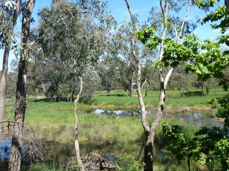 Yea - Yea Wetlands at John Cummins Reserve, Goulburn Valley Highway: View south over wetlands from entrance at Goulburn Valley Hwy