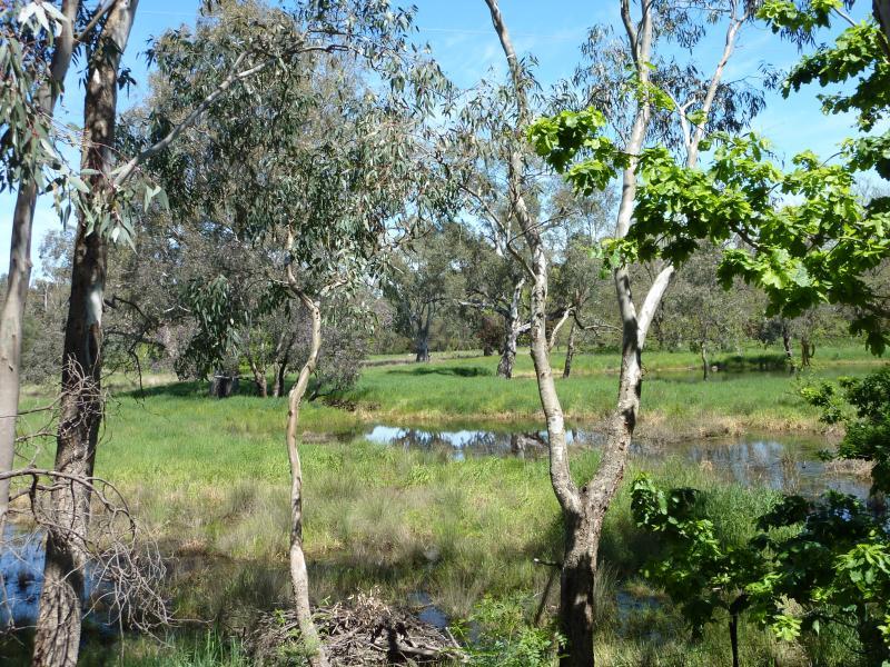 Yea - Yea Wetlands at John Cummins Reserve, Goulburn Valley Highway - View south over wetlands from entrance at Goulburn Valley Hwy