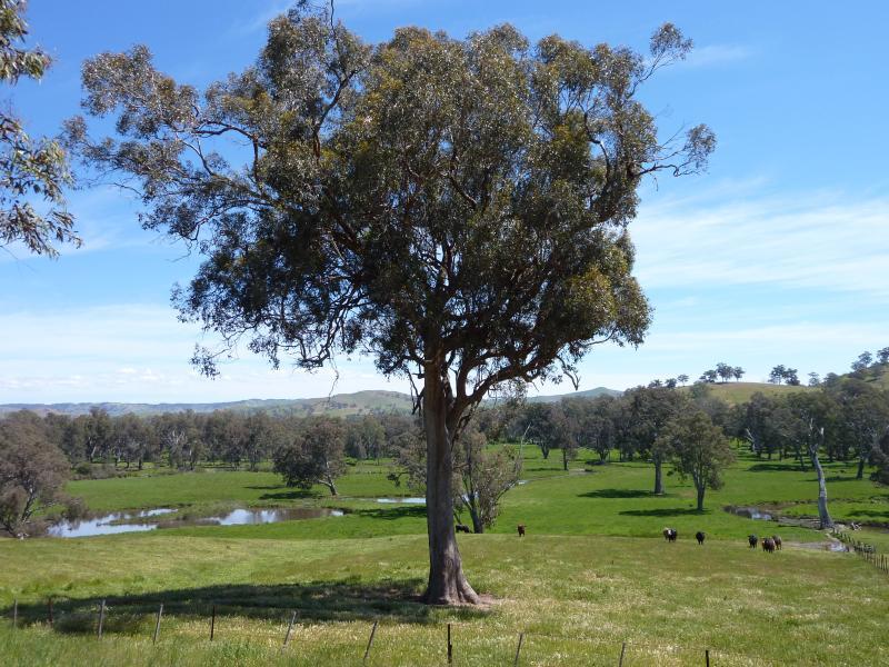 Yea - Killingworth Road: Westerly view, 750m from Goulburn Valley Hwy