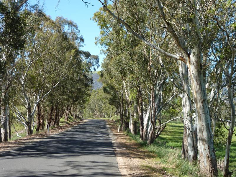 Yea - Ghin Ghin Road north of Goulburn River: View north along Ghin Ghin Rd, 3.5 km from Goulburn River