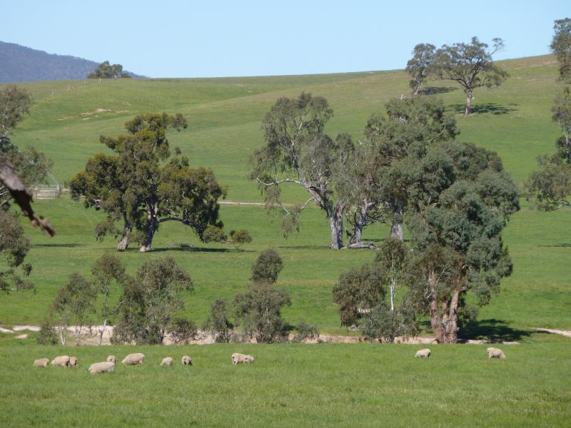 Yea - Ghin Ghin Road north of Goulburn River: Easterly view, Ghin Ghin Rd 4 km from Goulburn River